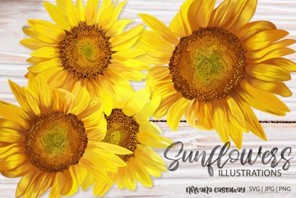 Download Summer Sunflower Illustrations SVG PNG - Png Collection